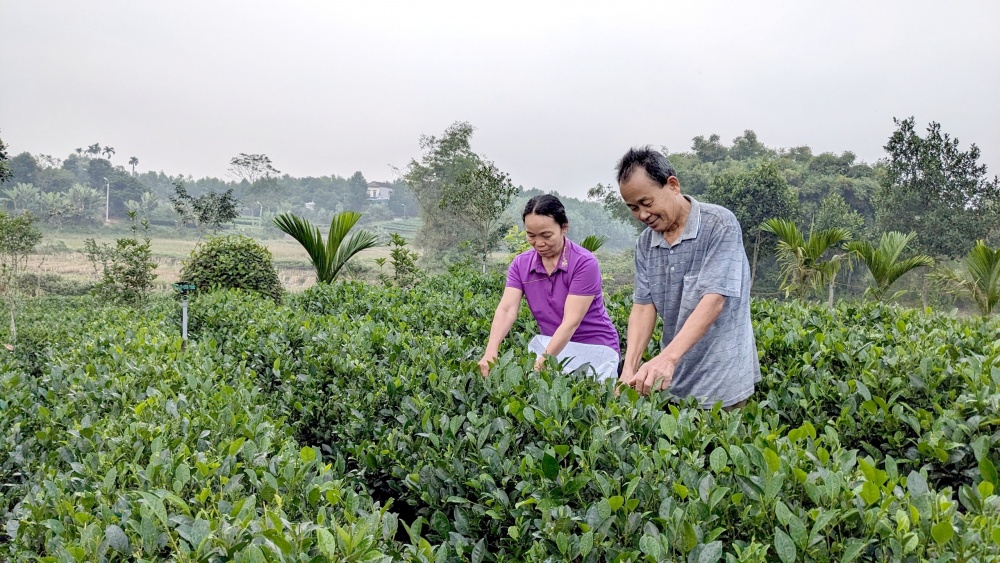 Giống chè lai F1 của gia đình ông Hoàng Văn Lịch cho năng suất cao Giống chè lai F1 của gia đình ông Hoàng Văn Lịch cho năng suất cao