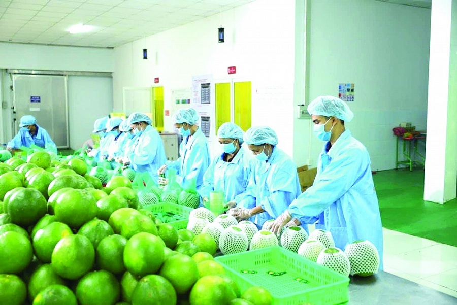 Xuất khẩu rau quả: Sau kỷ lục lại là... nỗi lo Xuất khẩu rau quả: Sau kỷ lục lại là... nỗi lo