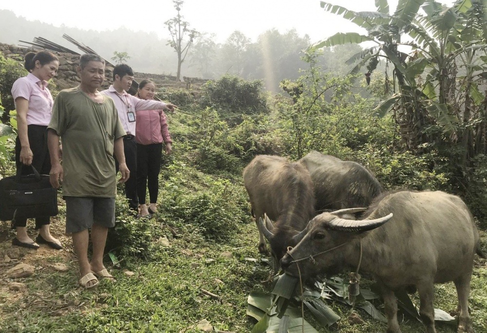 Ở Tam Kim có nhiều hộ dân tộc thiểu số vay và sử dụng hiệu quả nguồn vốn ưu đãi Ở Tam Kim có nhiều hộ dân tộc thiểu số vay và sử dụng hiệu quả nguồn vốn ưu đãi