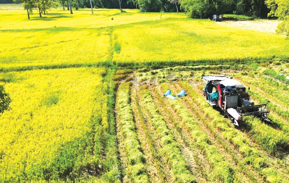 Tỉnh Đồng Nai tăng cường đột phá phát triển nông nghiệp hữu cơ Tỉnh Đồng Nai tăng cường đột phá phát triển nông nghiệp hữu cơ