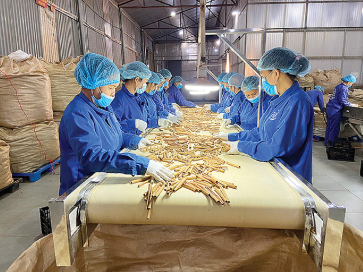 Năm 2023 Việt Nam xuất khẩu được 89.383 tấn quế, đạt 260,9 triệu USD. Năm 2023 Việt Nam xuất khẩu được 89.383 tấn quế, đạt 260,9 triệu USD.