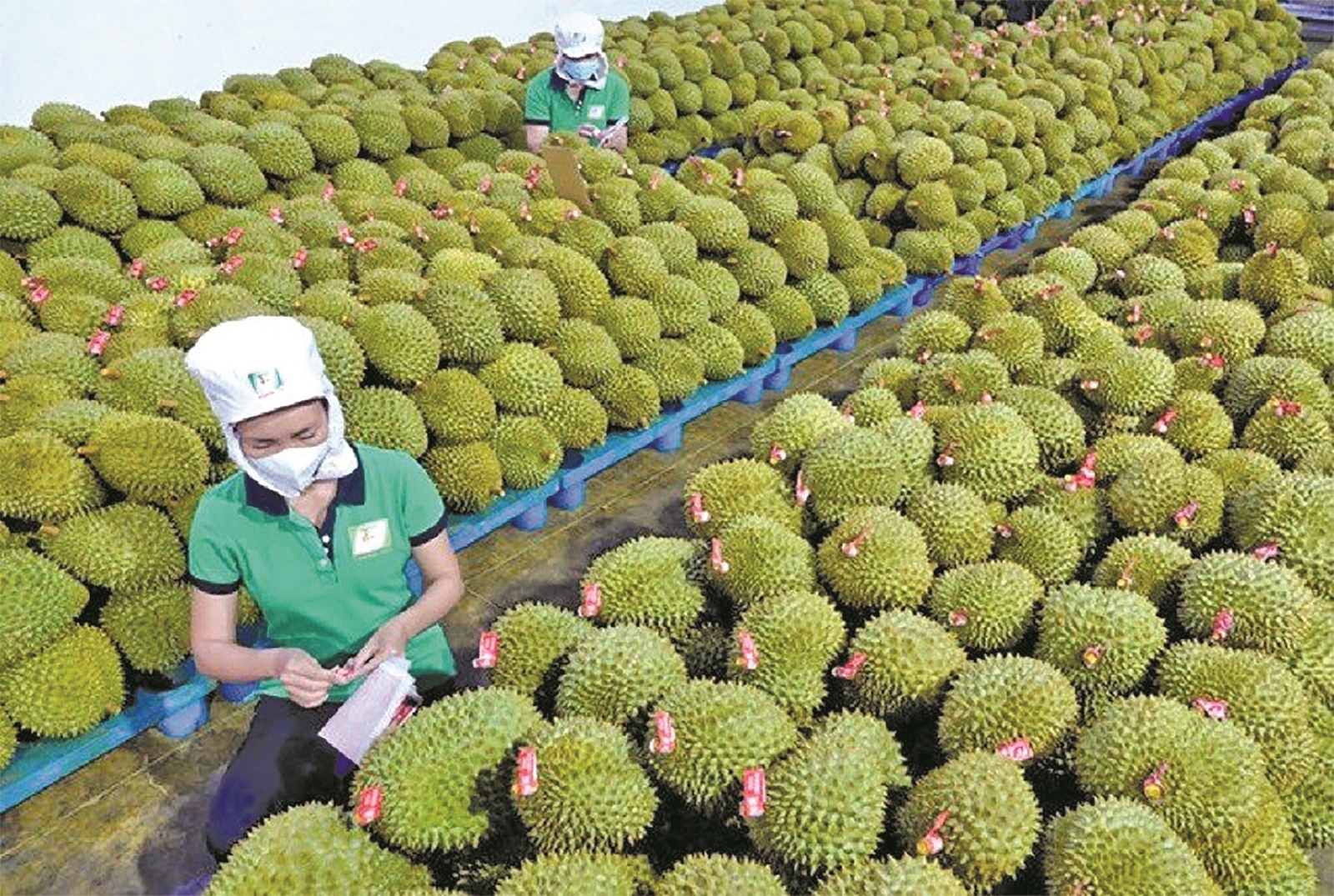 Kim ngạch xuất khẩu sầu riêng sang Trung Quốc tăng vượt bậc