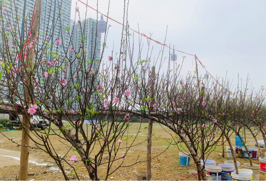 Thị trường đào, quất bắt đầu nhộn nhịp đón Tết 2024