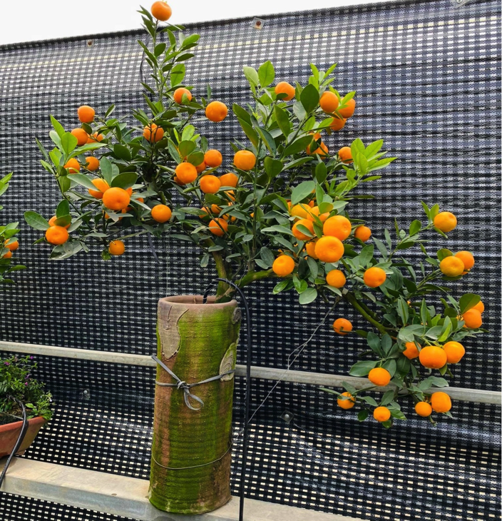 Thị trường đào, quất bắt đầu nhộn nhịp đón Tết 2024