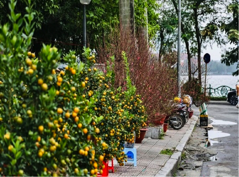 Thị trường đào, quất bắt đầu nhộn nhịp đón Tết 2024