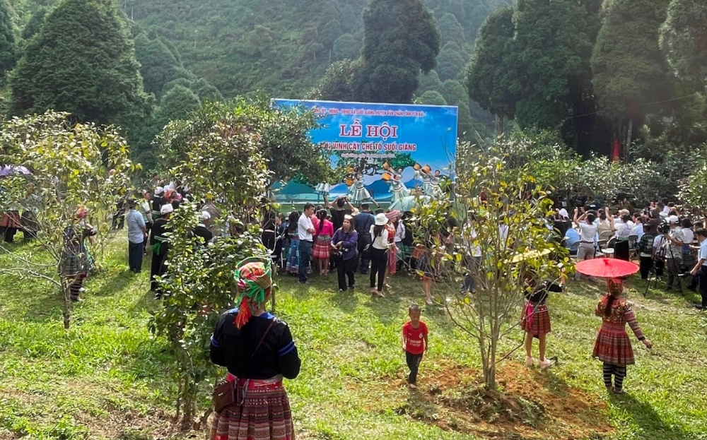 Lễ hội tôn vinh cây chè tổ tại Suối Giàng