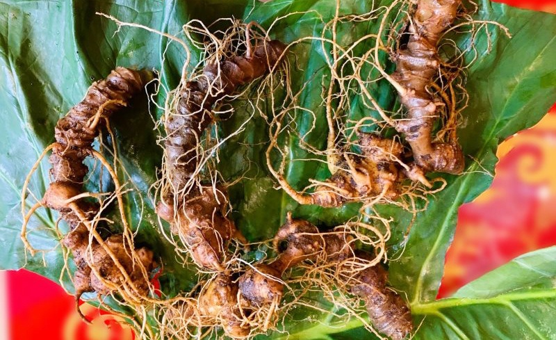 những cây sâm giả mạo có vẻ ngoài giống sâm Ngọc Linh đến 99%, gần như không thể phân biệt bằng mắt thường. những cây sâm giả mạo có vẻ ngoài giống sâm Ngọc Linh đến 99%, gần như không thể phân biệt bằng mắt thường.