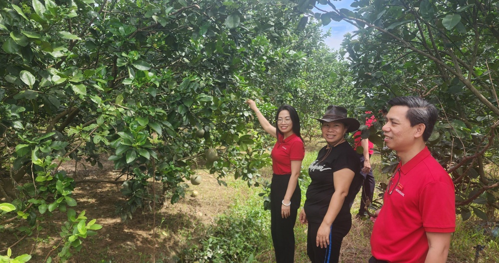 Quý I/2024, cho vay nông nghiệp, nông thôn Quảng Nam có dư nợ đạt 28.500 tỷ đồng (tăng 1,79 so với đầu năm.