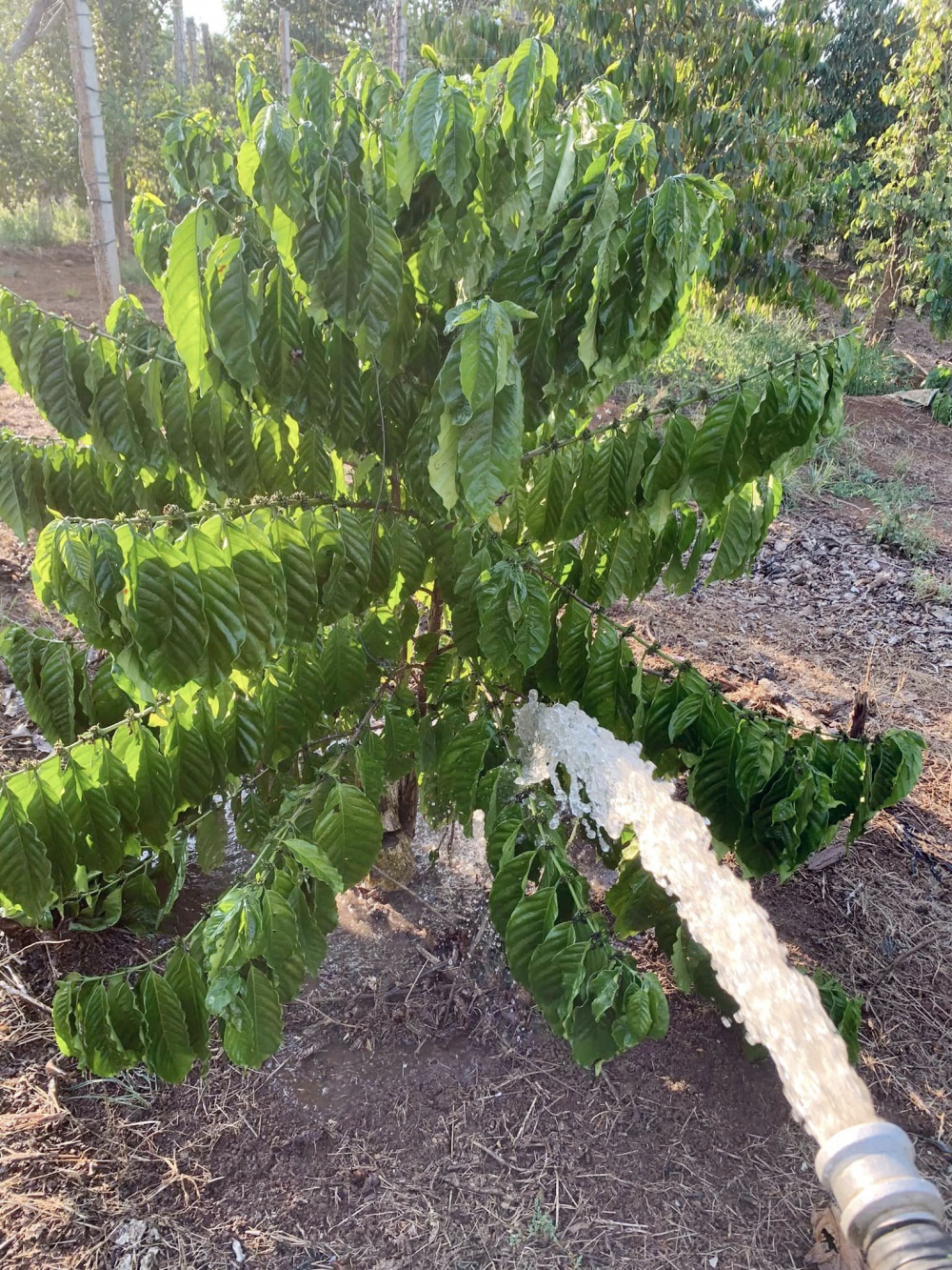 Chủ động ứng phó với thiếu nước tưới Chủ động ứng phó với thiếu nước tưới