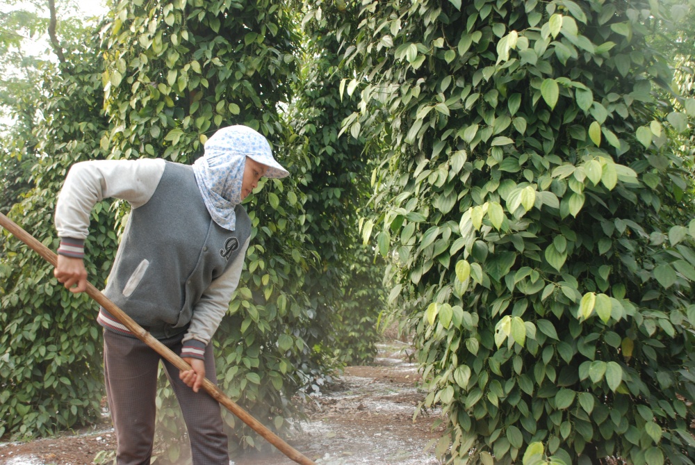 Để phát triển hồ tiêu bền vững, chính quyền địa phương và ngành nông nghiệp cần đồng hành cùng nông dân Để phát triển hồ tiêu bền vững, chính quyền địa phương và ngành nông nghiệp cần đồng hành cùng nông dân