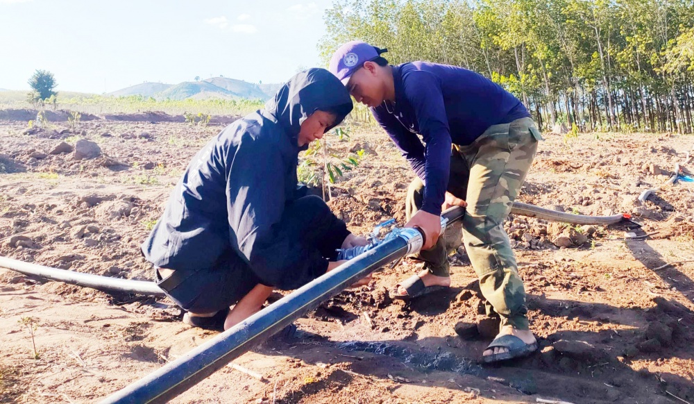 Hàng ngàn hecta cây trồng bị thiệt hại bởi khô hạn Hàng ngàn hecta cây trồng bị thiệt hại bởi khô hạn