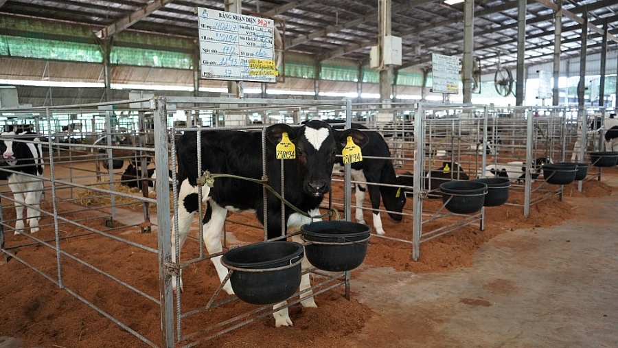 Công bố Vùng an toàn dịch bệnh tỉnh Tây Ninh Công bố Vùng an toàn dịch bệnh tỉnh Tây Ninh