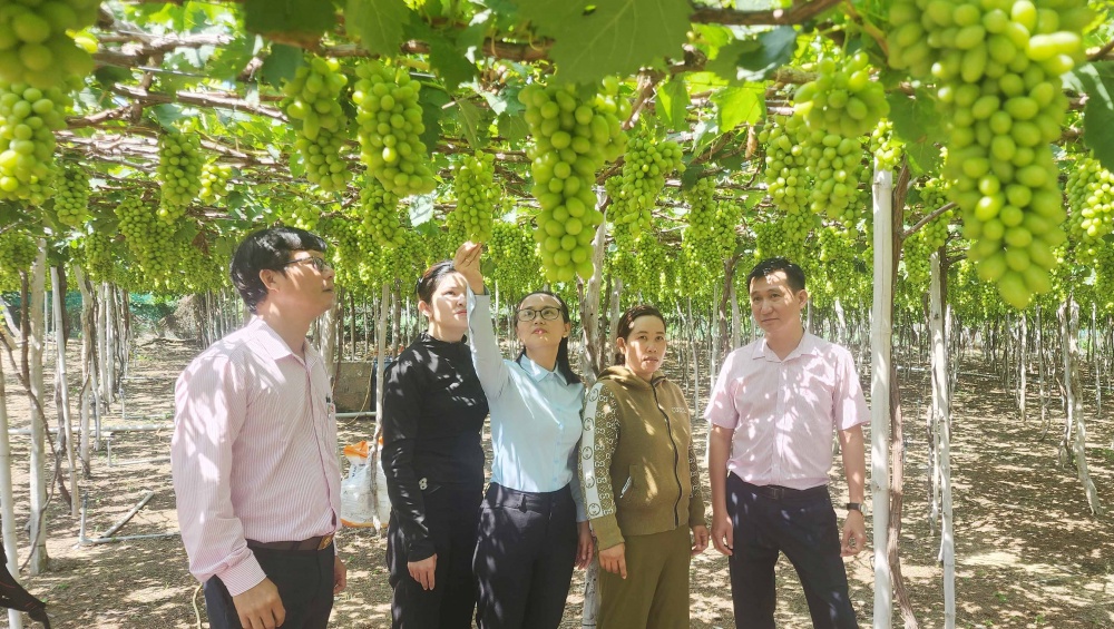 nông nghiệp ứng dụng công nghệ cao - một trong những lĩnh vực ưu tiên phát triển của Ninh Thuận.