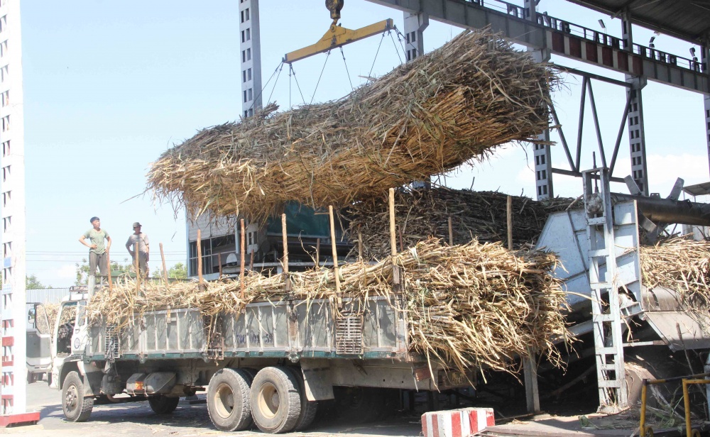 ngành sản xuất, chế biến mía đường 