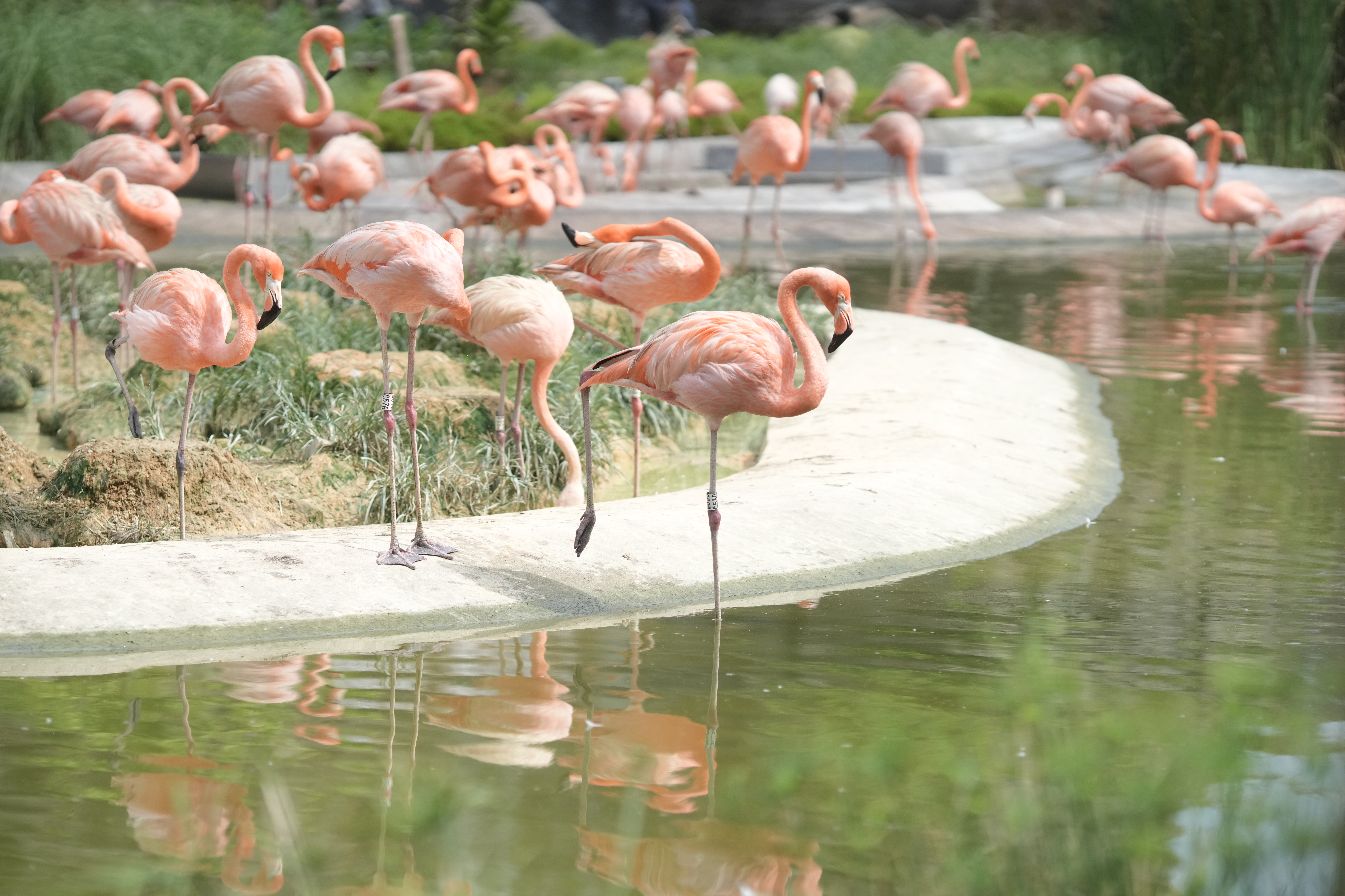 vườn chim lớn nhất Châu Á