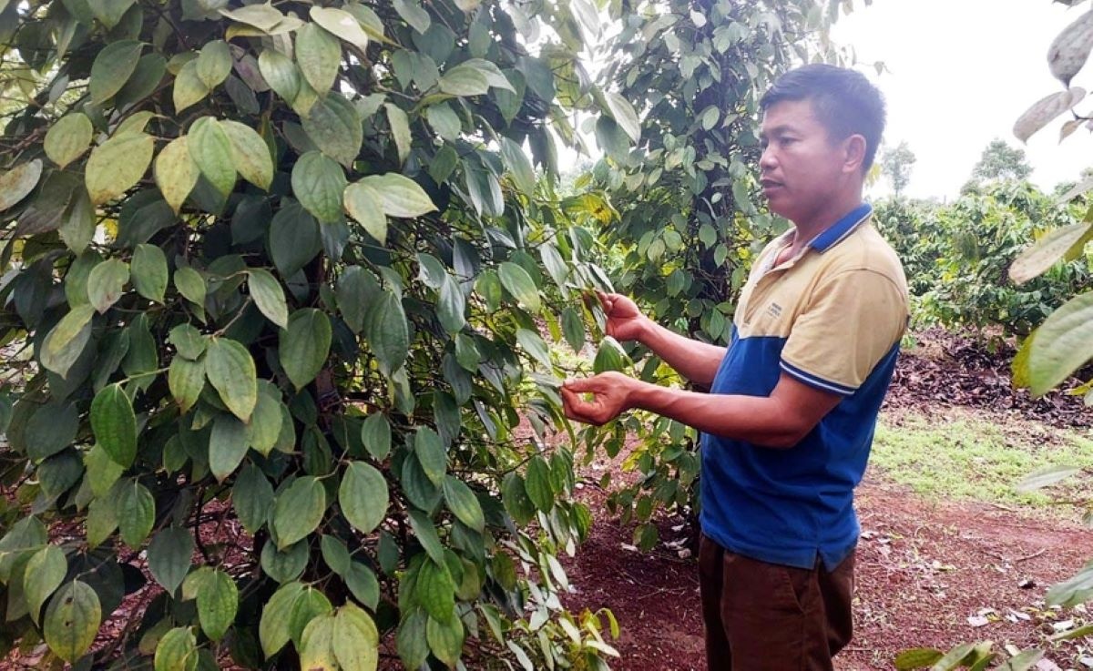 Giá hồ tiêu cao khiến doanh nghiệp khó buôn, khó bán. Giá hồ tiêu cao khiến doanh nghiệp khó buôn, khó bán.