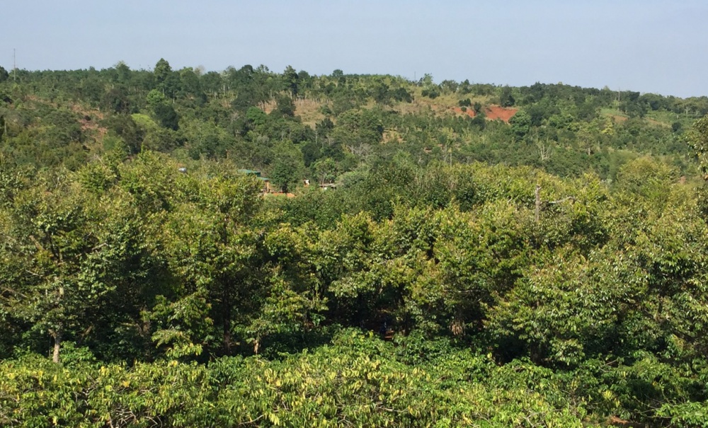 sản phẩm được bán vào thị trường EU không dẫn đến nạn phá rừng hoặc làm suy thoái rừng..