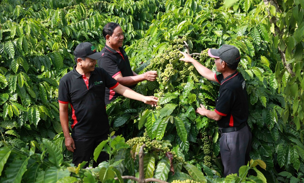 Ngành hàng cà phê Quy định chống mất rừng (EUDR). 