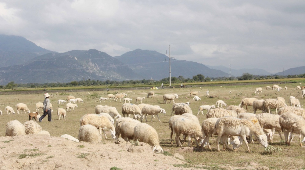 nguồn vốn tín dụng của các TCTD ở Ninh Thuận đã đáp ứng nhu cầu vốn phục vụ sản xuất kinh doanh của các hợp tác xã trên địa bàn.