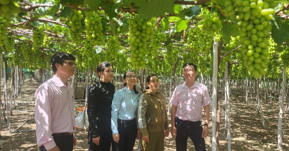 hoạt động tín dụng của ngành Ngân hàng Ninh Thuận đối với loại hình kinh tế tập thể, hợp tác xã đến nay đã đạt được những kết quả 