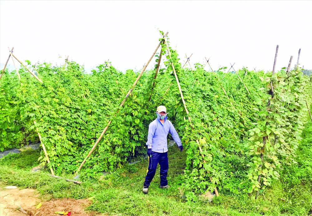 Công nghệ và vốn đầu tư là thách thức lớn nhất để triển khai mô hình nông nghiệp xanh Công nghệ và vốn đầu tư là thách thức lớn nhất để triển khai mô hình nông nghiệp xanh