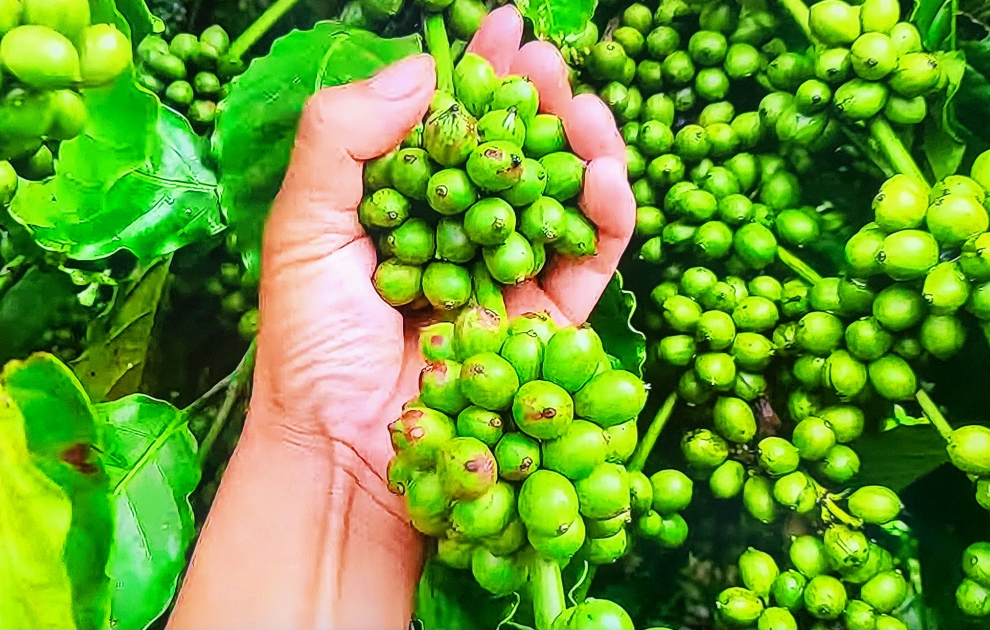 biến đổi khí hậu là một thách thức lớn đối với ngành cà phê Việt Nam biến đổi khí hậu là một thách thức lớn đối với ngành cà phê Việt Nam