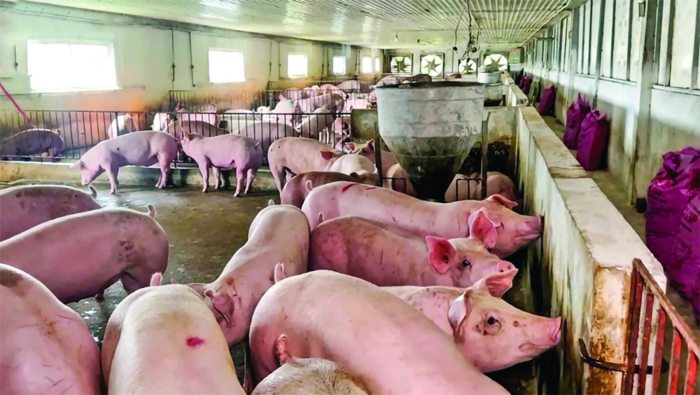 Chăn nuôi lợn chuyển dịch theo hướng giảm chăn nuôi nhỏ lẻ, hộ gia đình