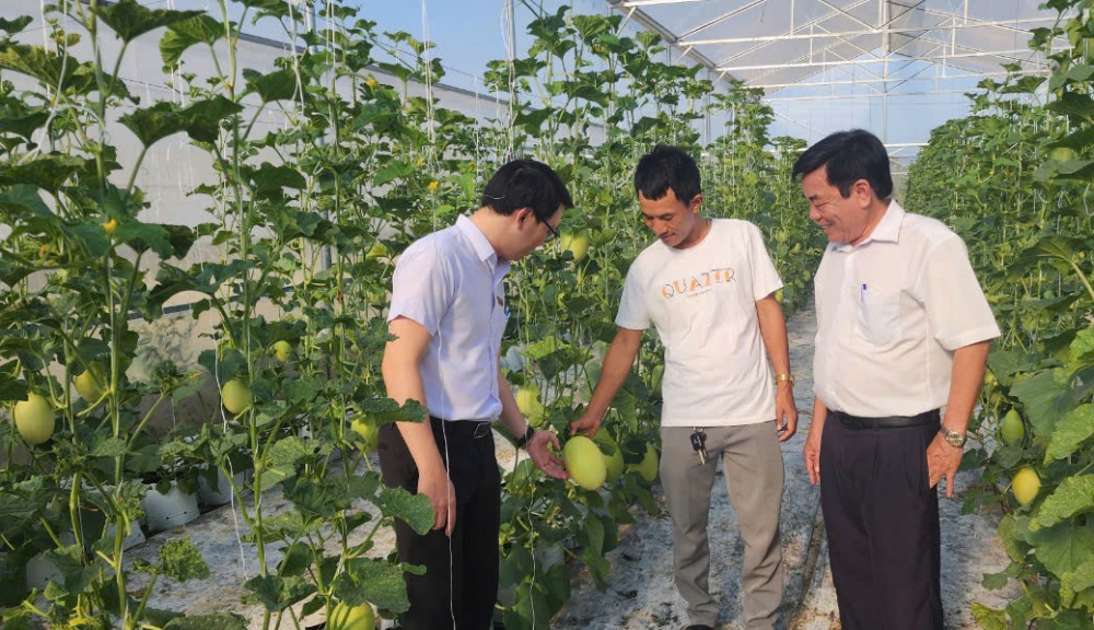 Với sự gia đình anh sở hữu hơn 7 sào dưa lưới theo mô hình công nghệ cao Với sự gia đình anh sở hữu hơn 7 sào dưa lưới theo mô hình công nghệ cao