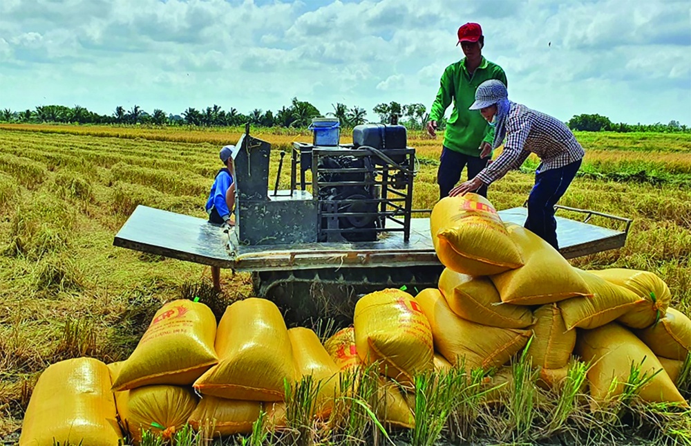 Sản xuất lúa gạo sẽ phải tiến tới thực hiện tiêu chí phát thải thấp là xu hướng mới