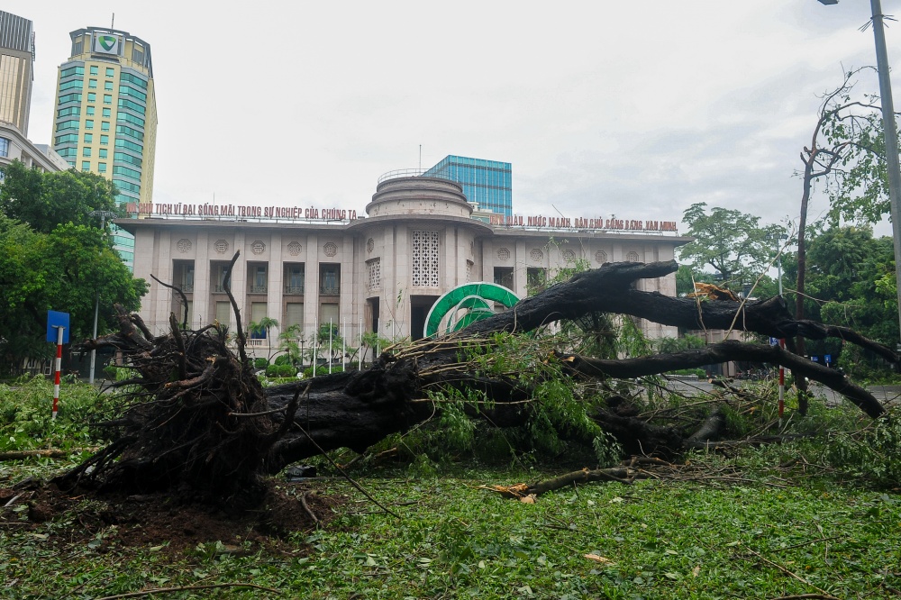 Cây cổ thụ đổ tại vườn hoa Lý Thái Tổ trước NHNN Cây cổ thụ đổ tại vườn hoa Lý Thái Tổ trước NHNN