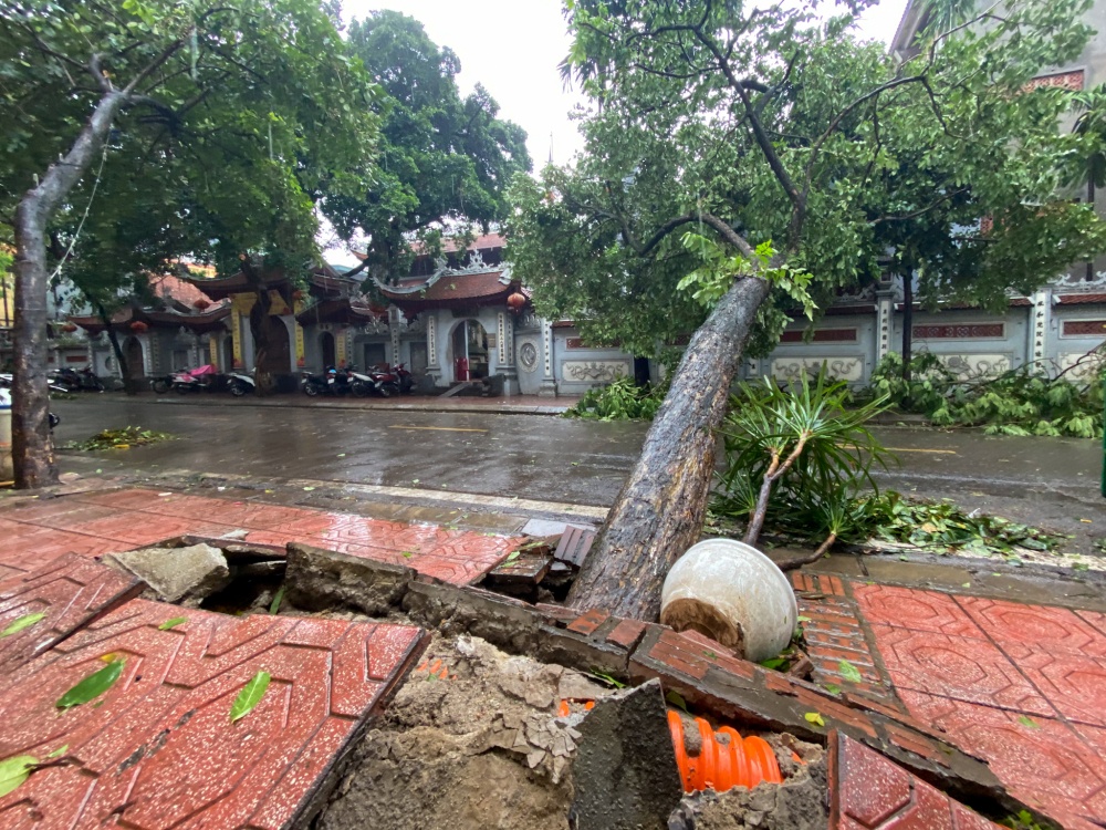 Cây đổ ngôi chùa hoè nhai Cây đổ ngôi chùa hoè nhai