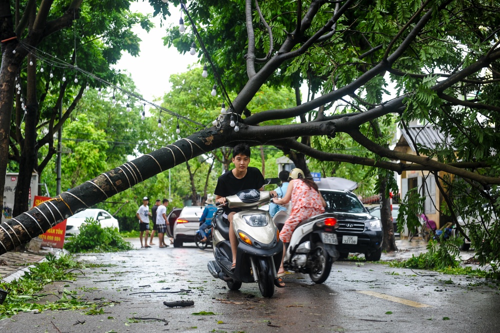 Người dân phải di chuyển dưới cây đổ tại làng Phú Thượng Người dân phải di chuyển dưới cây đổ tại làng Phú Thượng