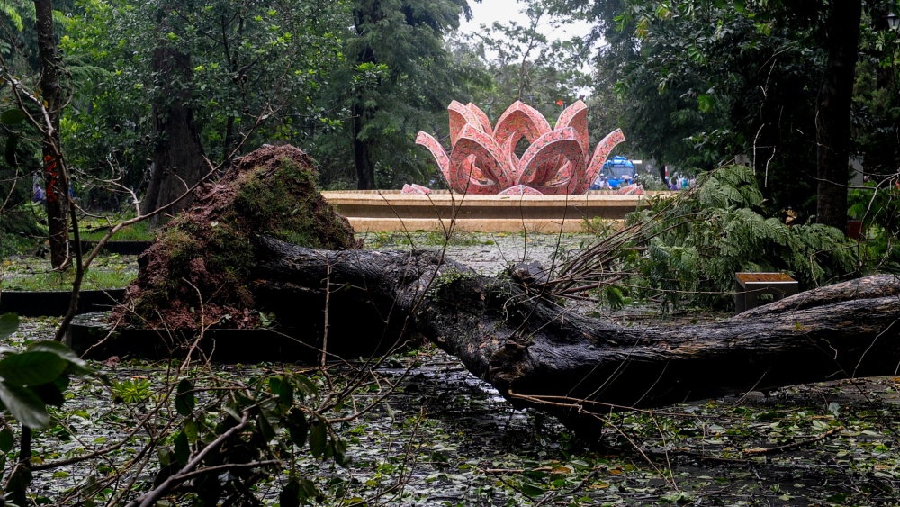 Vườn hoa đường thanh niên Vườn hoa đường thanh niên