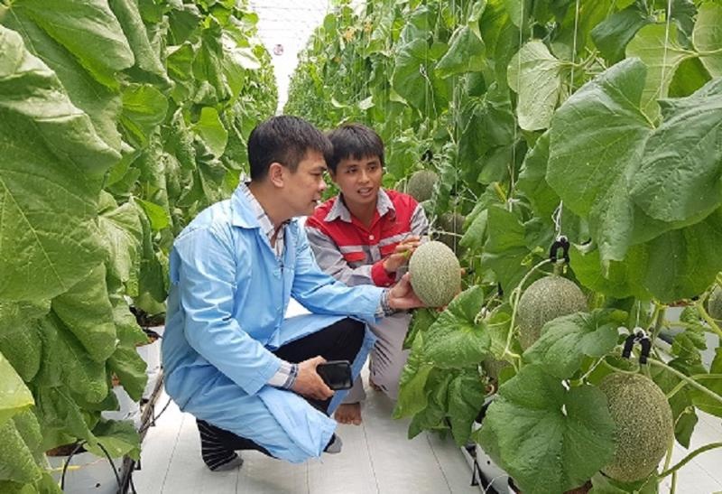 Sản xuất nông nghiệp theo chuỗi giá trị hiện nay được coi là hướng đi bền vững Sản xuất nông nghiệp theo chuỗi giá trị hiện nay được coi là hướng đi bền vững