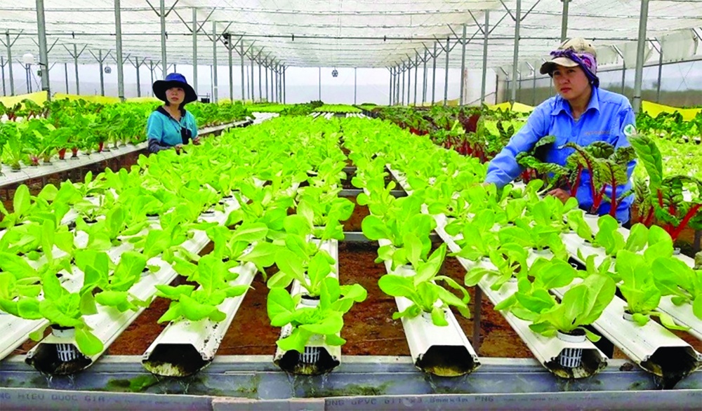 Hiện các dự án xanh còn dàn trải, phân mảnh Hiện các dự án xanh còn dàn trải, phân mảnh