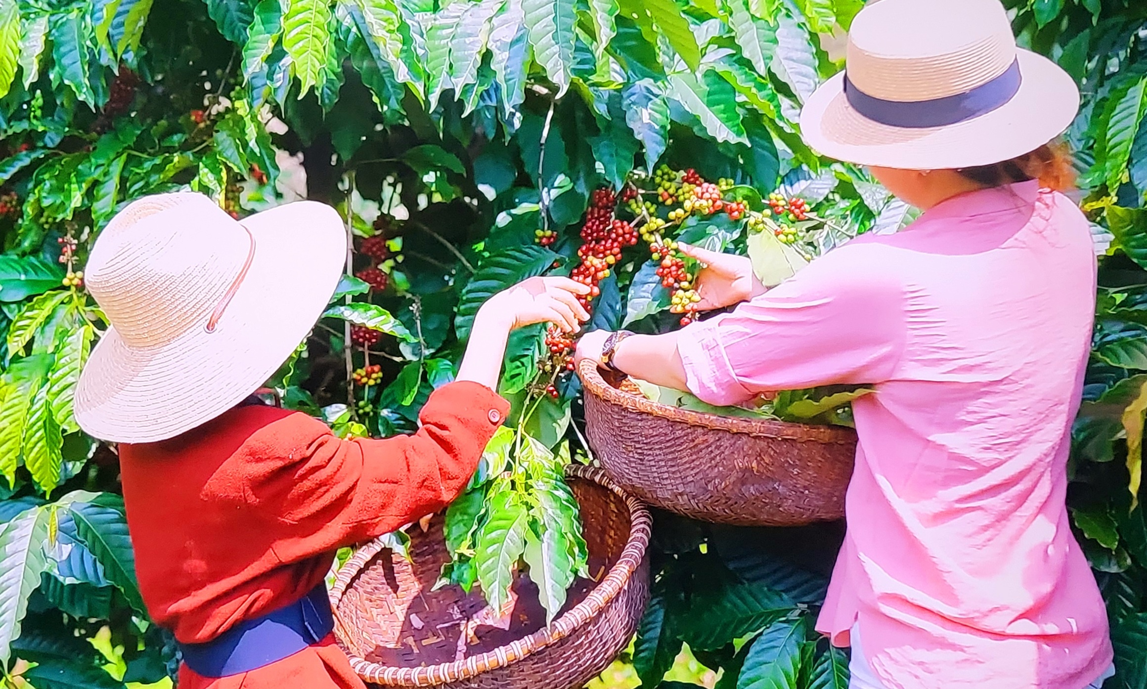 giá cà phê sẽ tiếp tục duy trì ở mức cao trong những tháng cuối năm do nguồn cung giảm giá cà phê sẽ tiếp tục duy trì ở mức cao trong những tháng cuối năm do nguồn cung giảm