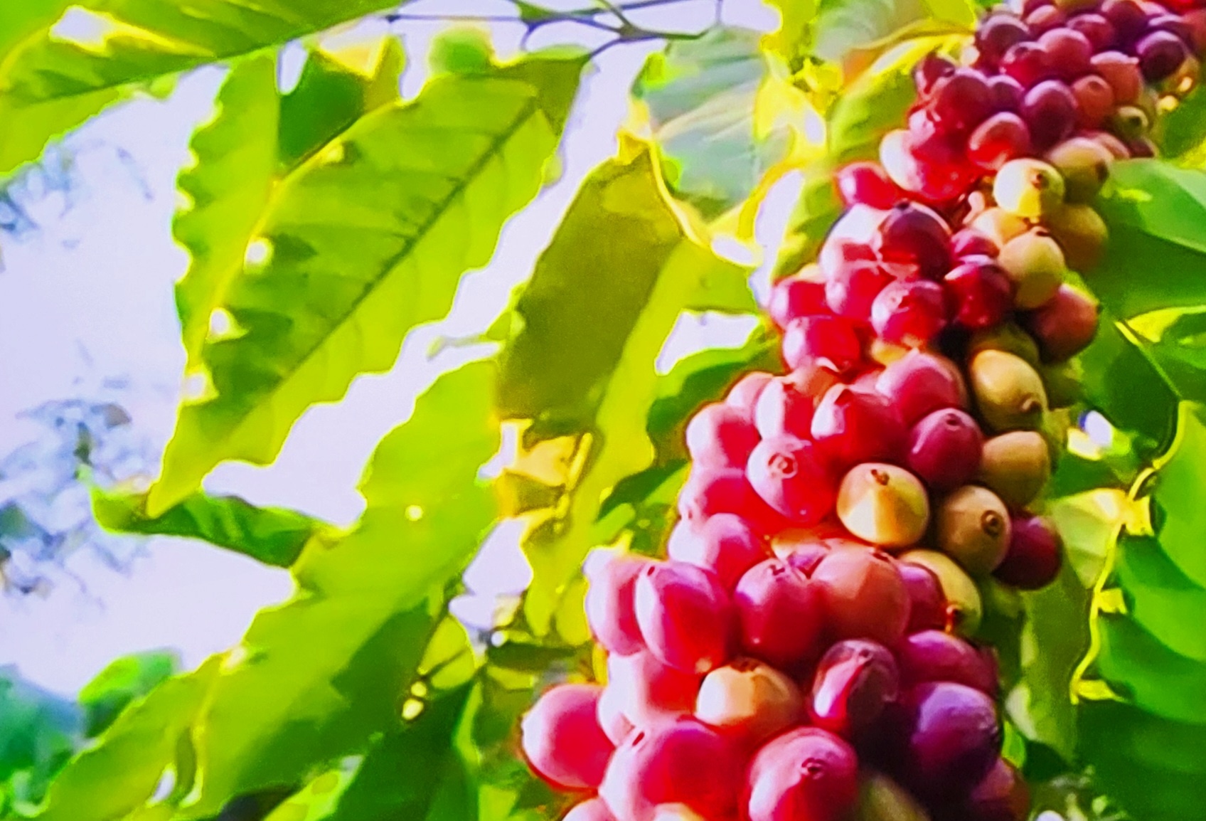 ngành cà phê Việt Nam cần áp dụng các tiêu chuẩn sản xuất bền vững ngành cà phê Việt Nam cần áp dụng các tiêu chuẩn sản xuất bền vững