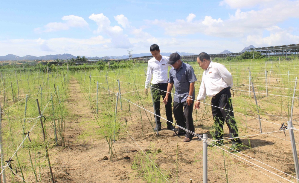 Mô hình vay vốn trồng cây măng tây ở huyện NInh Phước, NInh Thuận. Mô hình vay vốn trồng cây măng tây ở huyện NInh Phước, NInh Thuận.