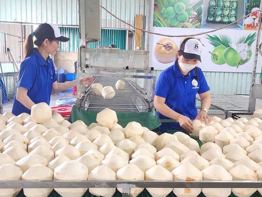 Chuyến tàu đầu tiên xuất gần 70 tấn dừa tươi sang Trung Quốc Chuyến tàu đầu tiên xuất gần 70 tấn dừa tươi sang Trung Quốc