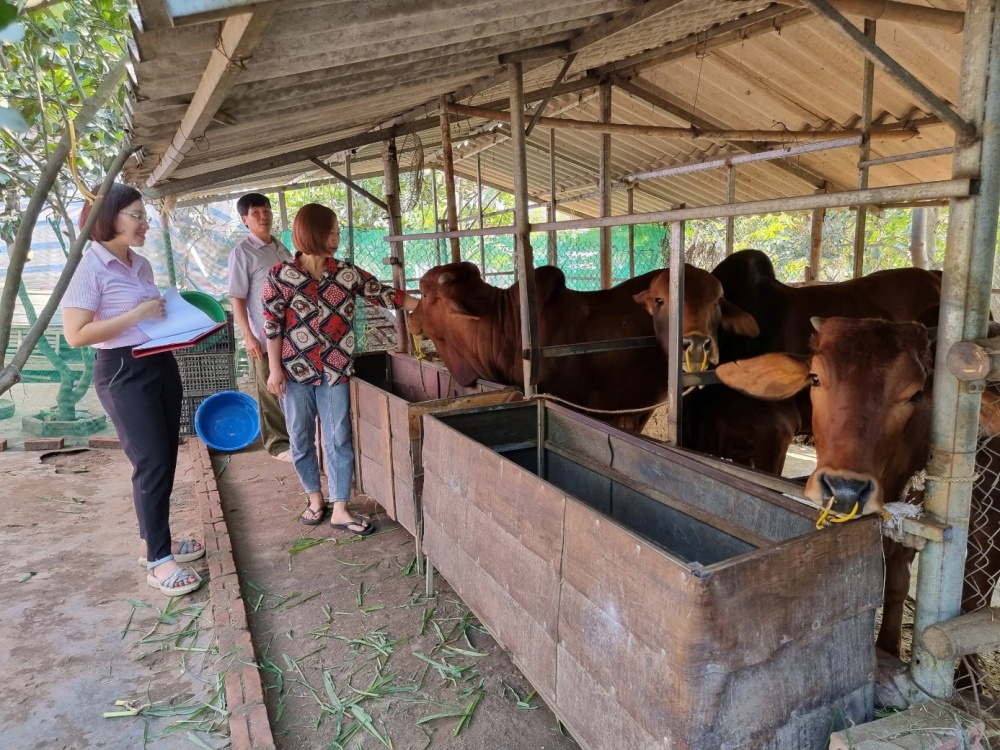 Nhiều hộ vay vốn ưu đãi trên địa bàn tỉnh Phú Thọ phát triển mô hình nuôi bò sinh sản hiệu quả
