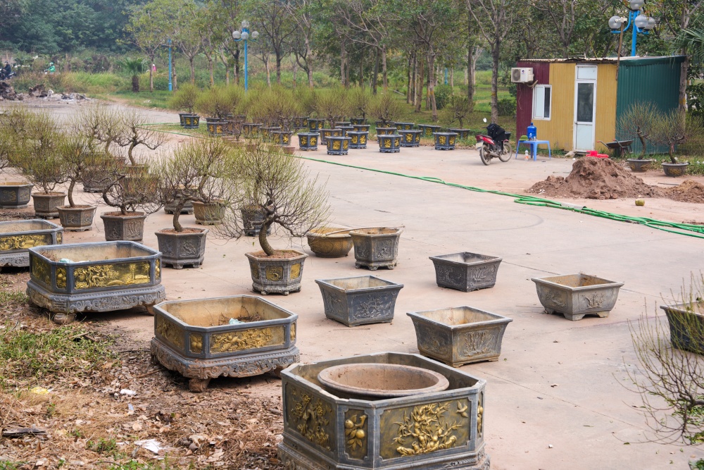 Các chậu đào đẹp đã bắt đầu được bày bán tại công viên dưới chân cầu Nhật Tân