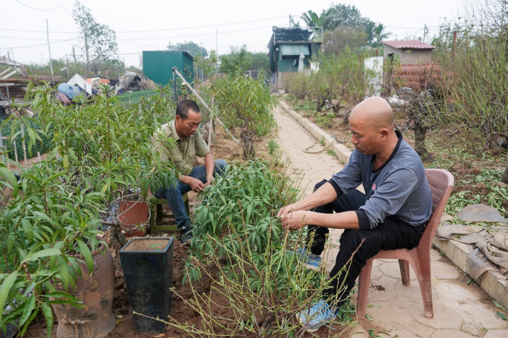 Các nghệ nhân làng Nhật tân đang chăm sóc chậu đào cảnh