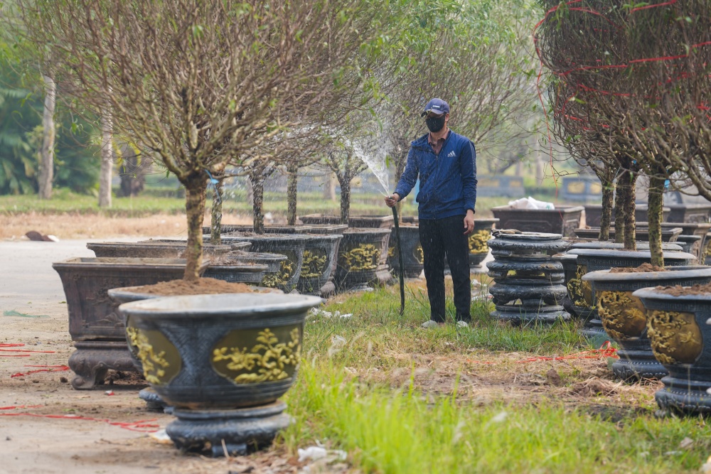 Chủ gian hàng bán đào đang chăm sóc cho các cây đào của mình