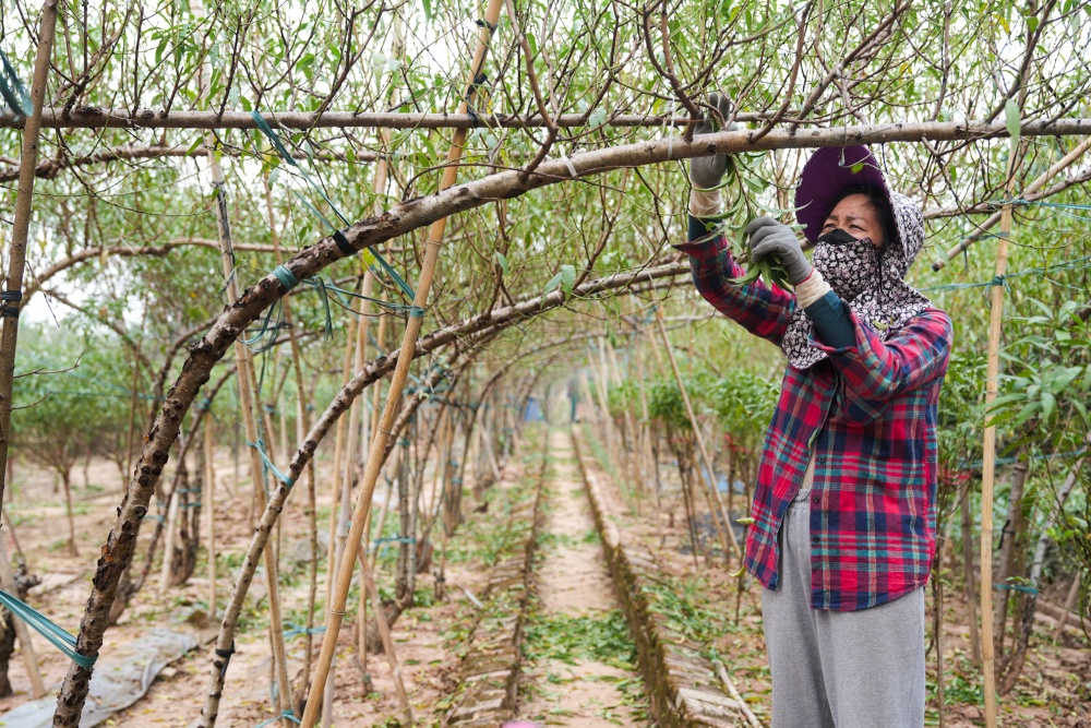 Công đoạn tuốt lá để cây đào ra mầm và lá đẹp đúng dịp tết