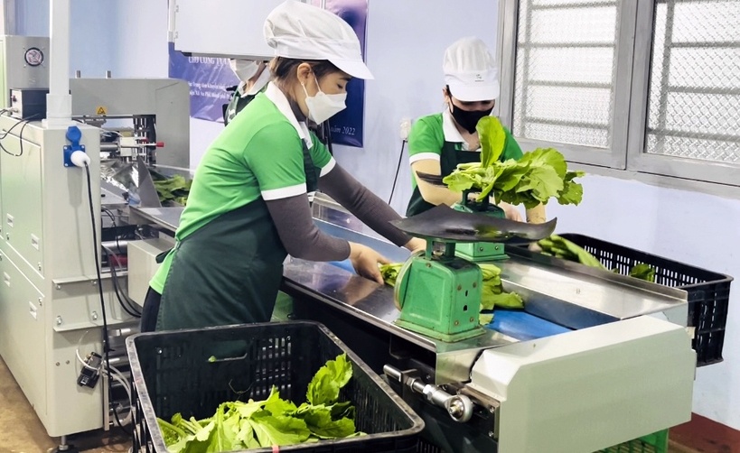 “Mỏ vàng xanh” đang dần lộ diện ở Gia Lai “Mỏ vàng xanh” đang dần lộ diện ở Gia Lai