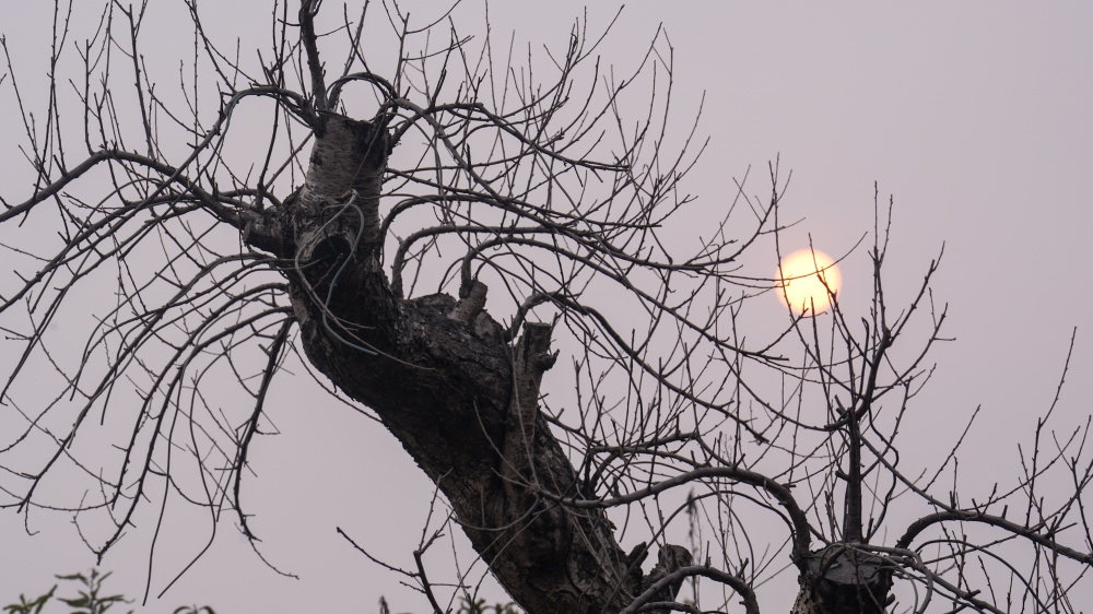 Đào năm nay phụ thuộc khá nhiều vào thời tiết trong hơn tháng tới