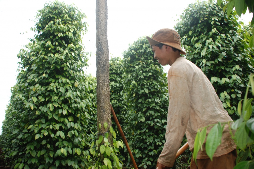 “Mỏ vàng xanh” đang dần lộ diện ở Gia Lai “Mỏ vàng xanh” đang dần lộ diện ở Gia Lai