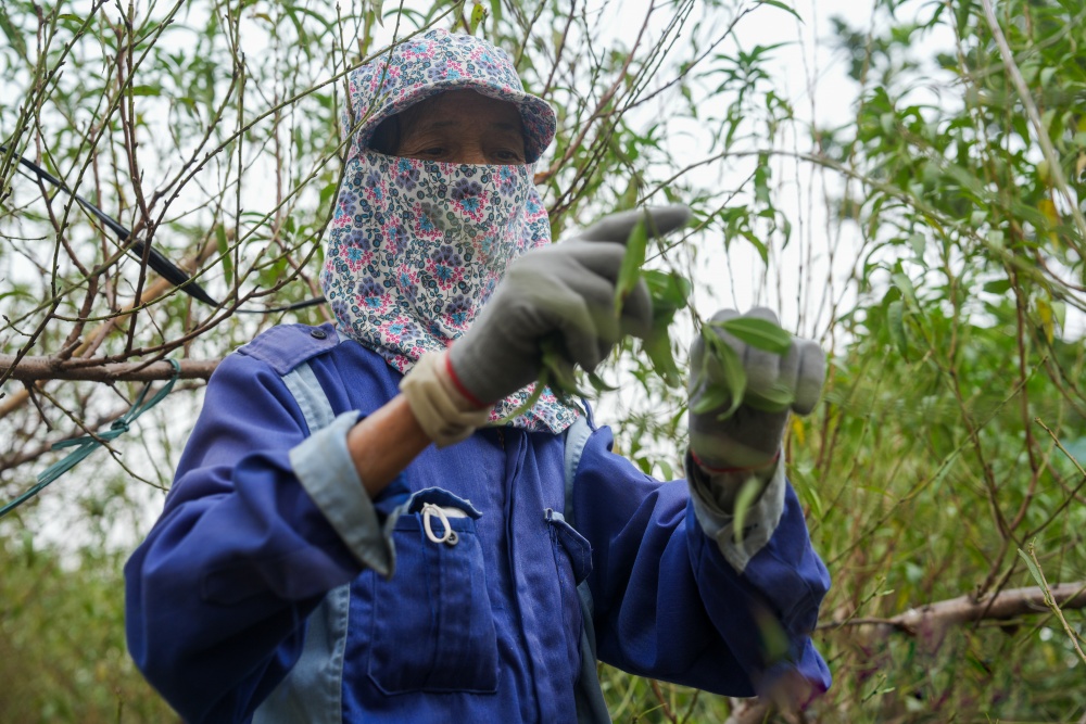 Làng hoa Nhật Tân "chạy đua" thời gian để kịp bán dịp Tết Ất Tỵ