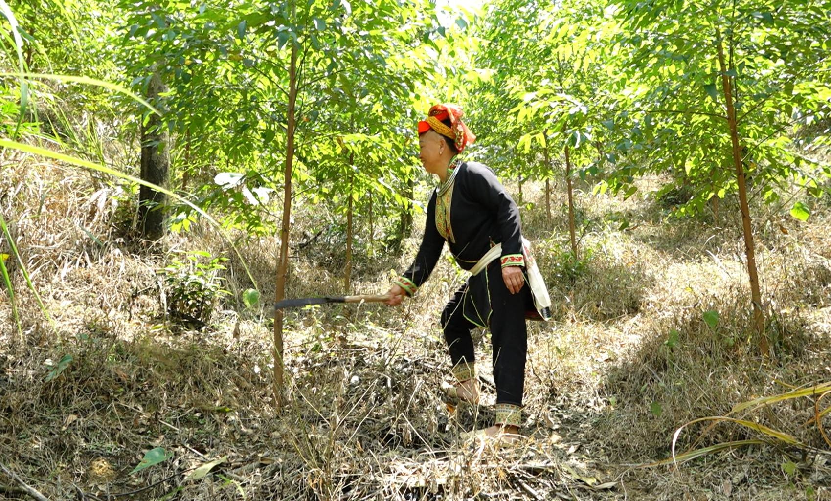 Mô hình trồng rừng của gia đình bà Đặng Thị Tam