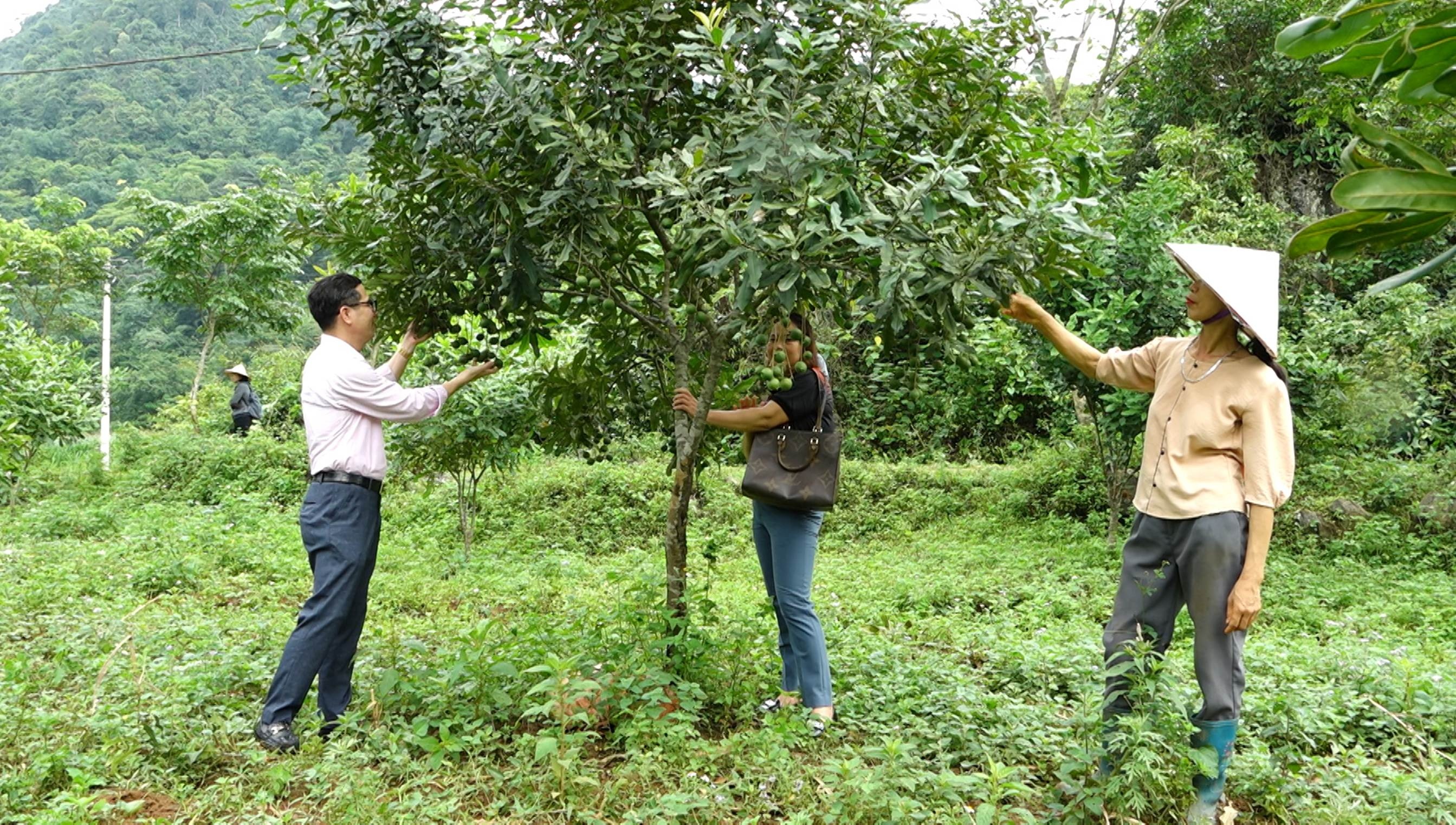Mô hình trồng cây mắc ca của gia đình chị Trịnh Thị Khiền (người đội nón, bìa phải)